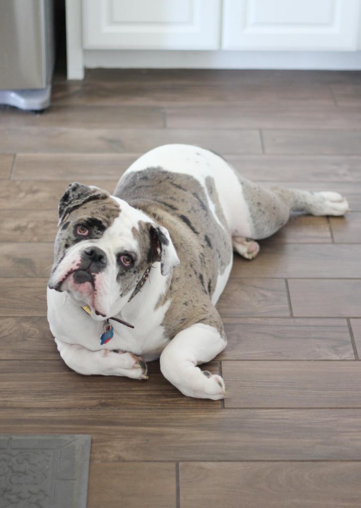 I didn't take pics while I was actually cooking because I was short on time. I did snap a pic of this ham. How am I supposed to cook when I'm stepping over a folded up lounging bulldog?